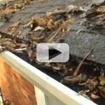 How to Keep Leaves Out of Your Gutter